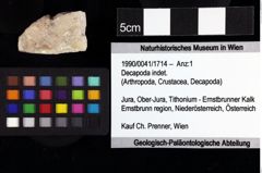 Foto (Objket + Etiketten) von Bullariscus patruliusi (Robins et al., 2013) 